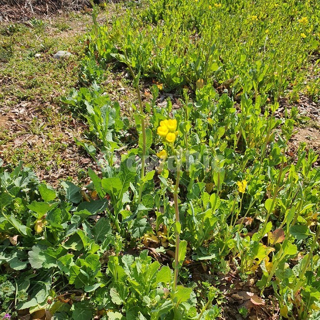식물,plant,꽃,유채꽃,새싹