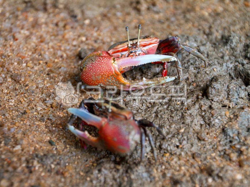 농게,게,갑각류,생물,수산물,갯벌,뻘,바다,썰물,야외,실외,모래,바다생물,해산물,진흙,집게발,야생동물,해양생물