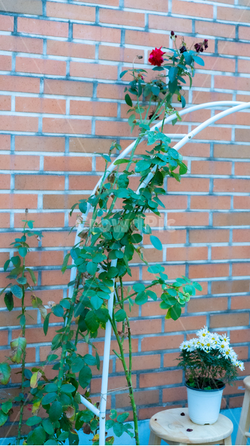 덩쿨,rose,덩쿨장미,장미,식물,plant,식물,자연,plants,nature