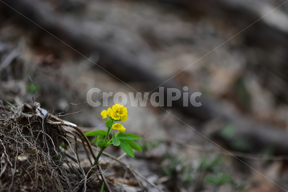 한계령풀,야생화,봄,꽃,풀꽃,자연,식물,식생,plants,nature,spring,season,flower