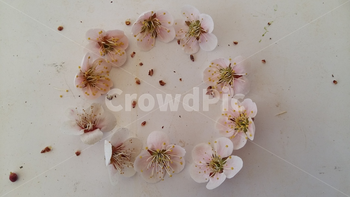 매화,매화꽃,봄꽃,봄,꽃,봄,계절,spring,season,식물,자연,plants,nature,꽃,flower,plant
