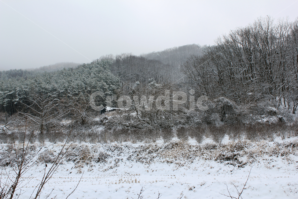 자연,풍경,겨울,스노우,눈,눈쌓인,폭설,산,숲,나무,시골,시골풍경,농촌,언덕,나뭇가지,설경,낮,흐린,흰색,화이트,하얀색,겨울,계절,winter,season,자연,풍경,nature,landscape,tree,plant,식물,fir,전나무