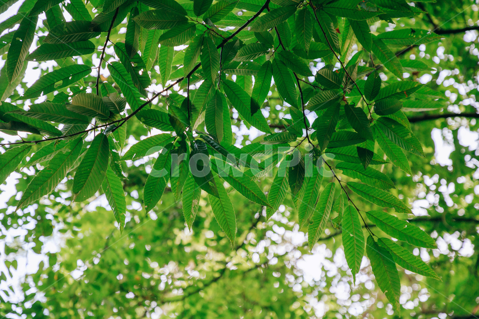나무,나뭇잎,감나무,풀잎,초록,자연,싱그러운,햇살,tree,green,leaf,식물,자연,plants,nature