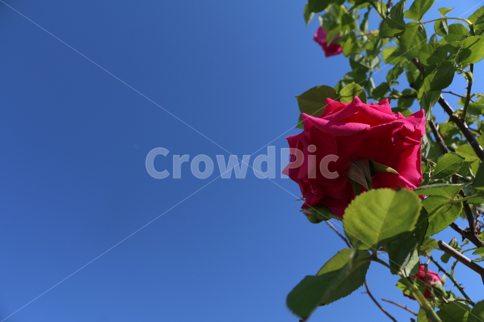 꽃,장미,하늘,rose,빨강,red