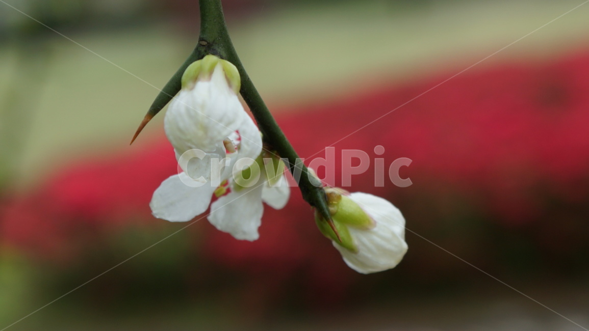 식물,꽃,flower,야생화,탱자나무,탱자꽃,가시,흰꽃
