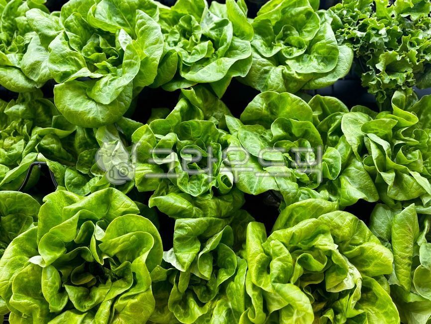 상추, vegetable, 채소, lettuce, 음식, 사진,이미지,일러스트,캘리그라피 - 낭만작가작가