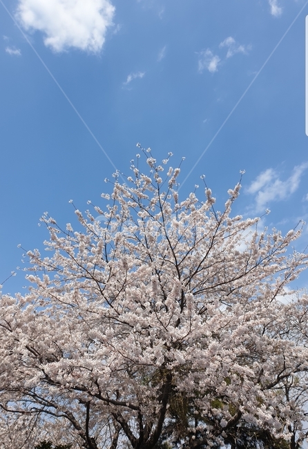 벚꽃,봄,하늘,꽃,나무,바람,자연,봄,계절,spring,season,식물,자연,plants,nature,나무,trees,wood,plant,flower,blossom