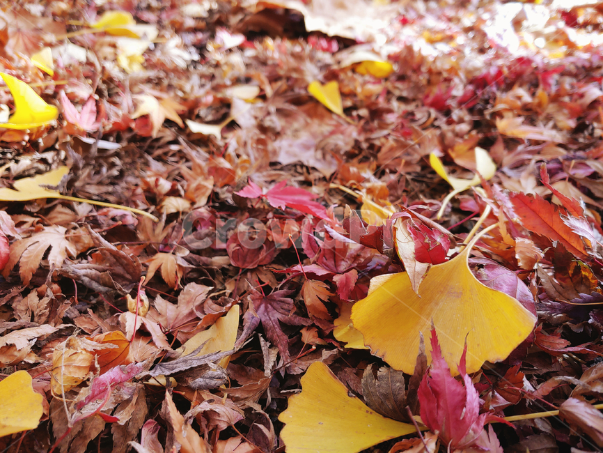 나뭇잎,plant,식물,leaf,잎,단풍,maple,가을,autumn,단풍잎,단풍놀이,park,하늘,trees,ground,땅,바닥,낙엽,fallenleaf,고엽,season,dry,가을,계절,fall,autumn,season