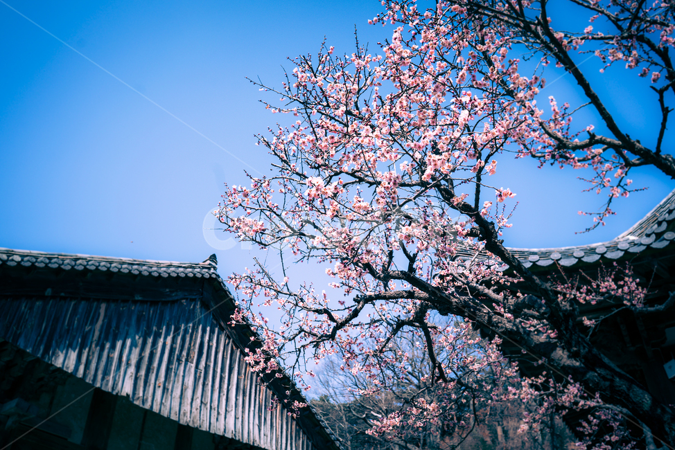 매화,홍매화,통도사,절,봄,봄꽃,봄,계절,spring,season,식물,자연,plants,nature,꽃,flower,plant