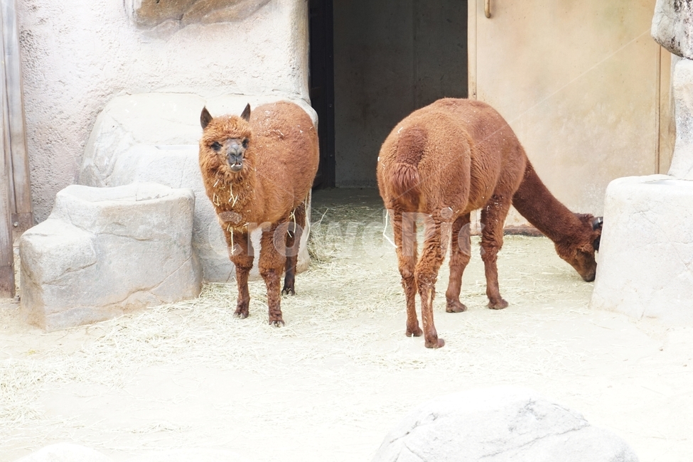알파카,동물,초식,animal,alpaca,nature,동물보호,동물원,park,animalpark,동물,animal,포유류,mammal