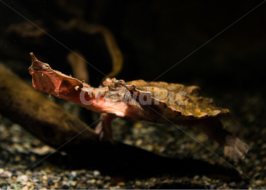 마타마타거북,거북,담수,아쿠아리움,수족관,동물,animal,파충류,양서류,reptile,amphibian