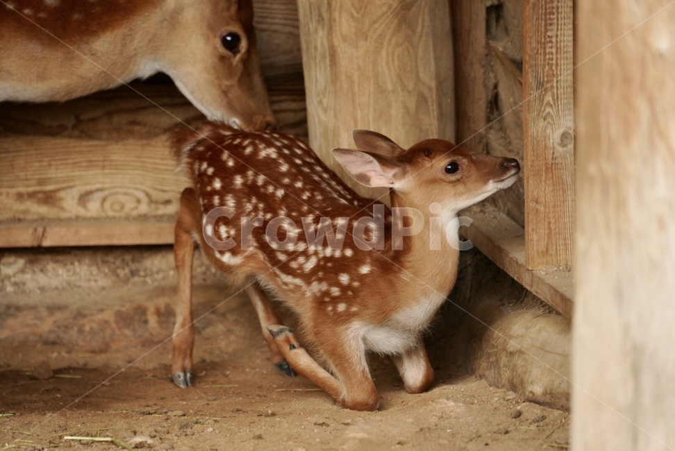 동물,사슴,꽃사슴,가족,순하다,deer,animal,mild,family