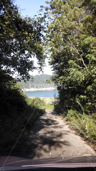 나무,숲,tree,forest,진안,자연,풍경,nature,landscape,outdoors,옥외,water,물