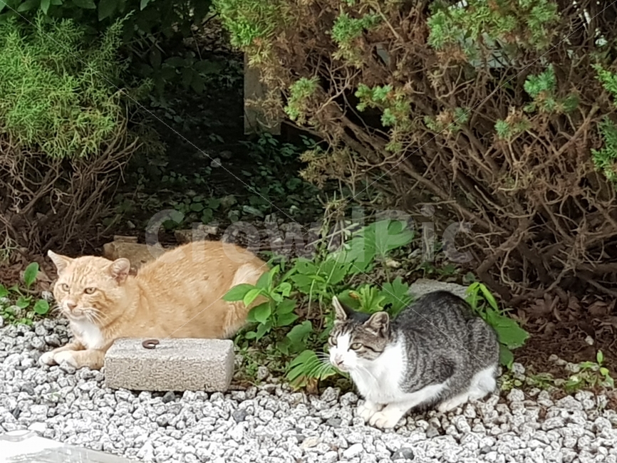 코리안숏헤어,고양이,길냥이,cat,펜션코양이,동물,animal,포유류,mammal,고양이,cat,kitten,kitty