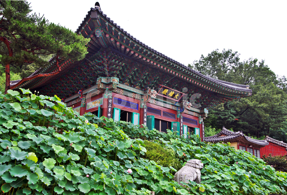 봉원사,안산,대웅전,연꽃축제,태고종,법당,한국전통,한국문화,korean traditional,korean culture,건축물,건물외관,exterior,building,structure,architecture,construction