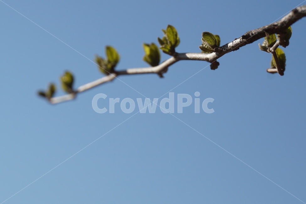 봄,새순,녹색,햇빛,나무,싱그러움,3월,식물,자연,plants,nature