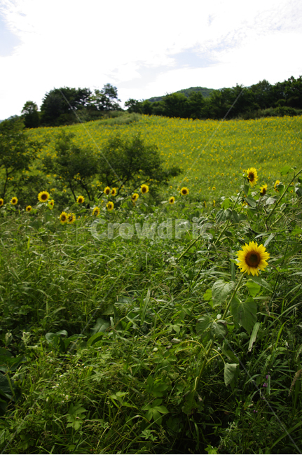 꽃밭,풍경,해바라기,꽃,flower,식물,plant,자연,풍경,nature,landscape,field,들