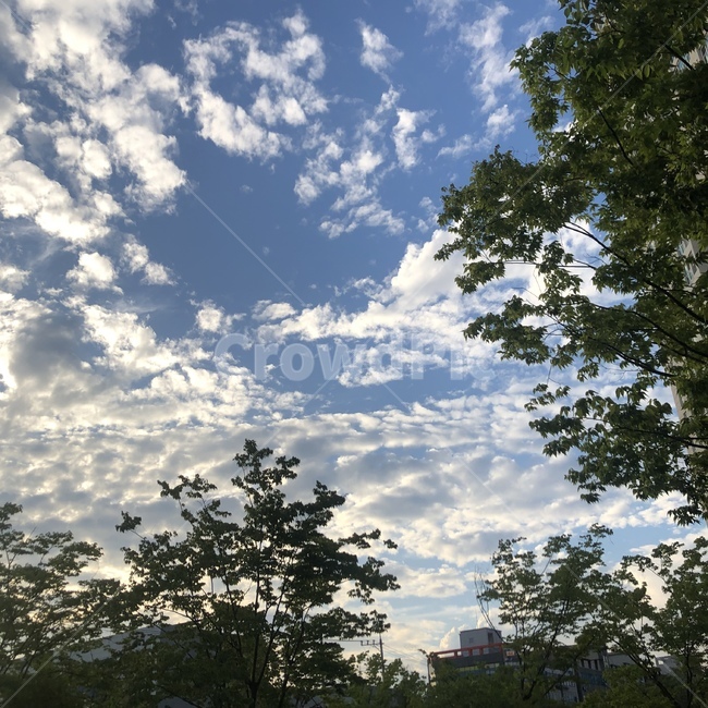 구름,나무,풍경,맑은날씨,배경