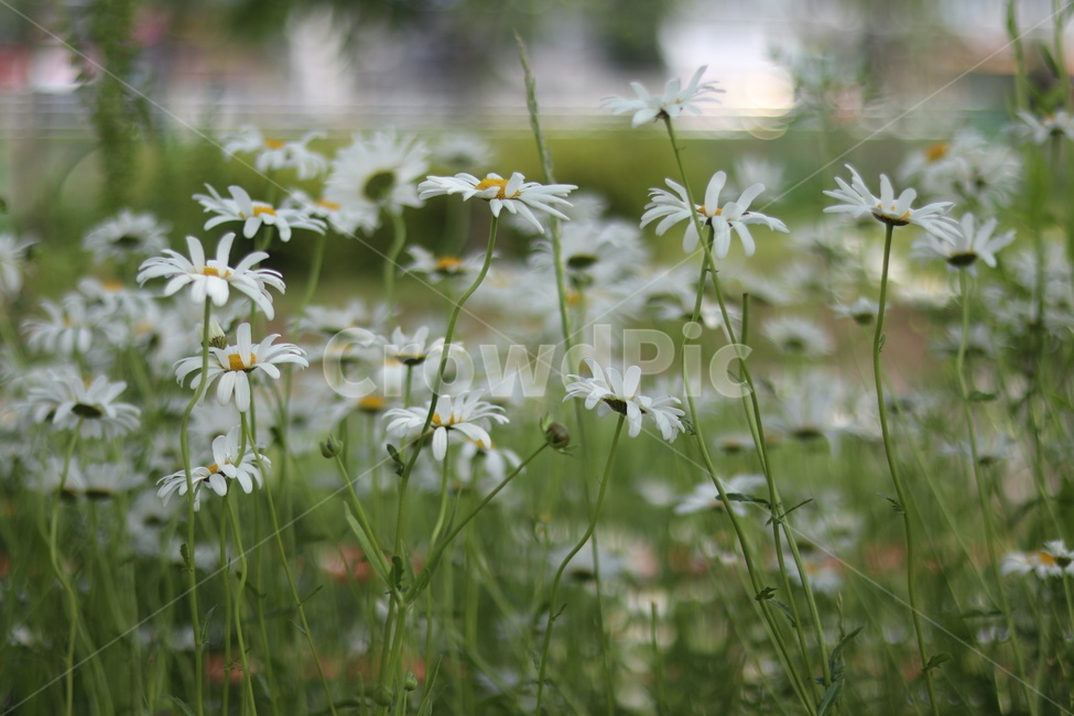 샤스타데이지,흰색,냇가,봄,빛,봄,계절,spring,season,식물,자연,plants,nature,꽃,flower,plant,blossom,daisies,데이지,daisy