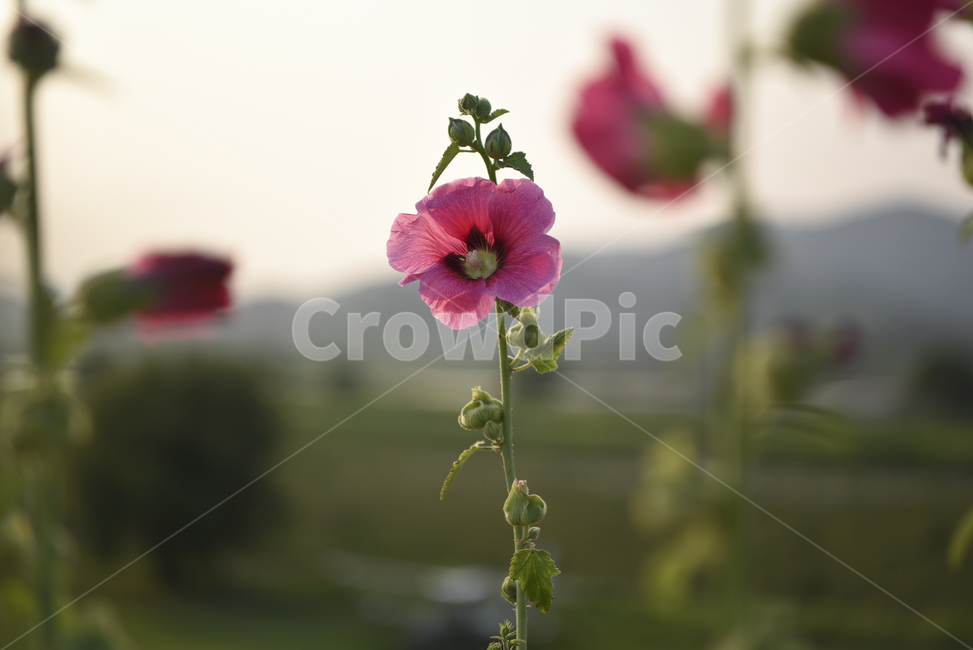 무궁화,무궁화꽃,꽃,우리나라꽃,분홍꽃,한국,대한민국