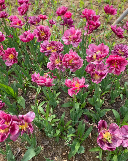 flower,꽃,핑크,화단,여름,보라색,자연