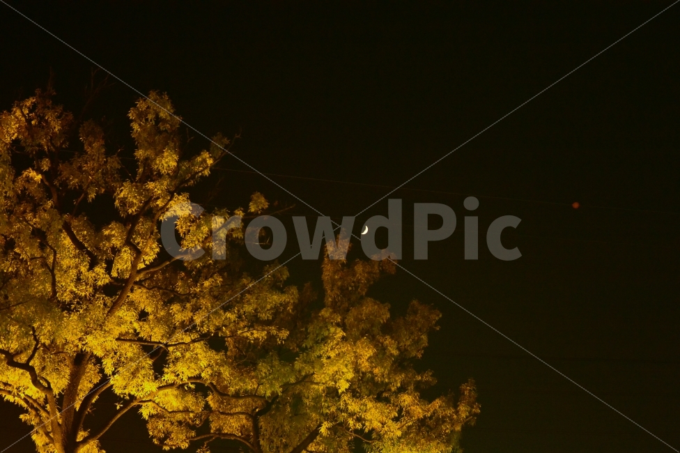 초승달,은행,저녁,밤,황금빛,어둠,밤하늘,가을,그리움,감성,crescent,night,autumn,fall,sky,memory,sensitive,ginkgo,식물,자연,plants,nature,야경,밤,풍경,nightscape,night,landscape,town,도시,urban,어반,building,건물,city,시티,metropolis,중심지