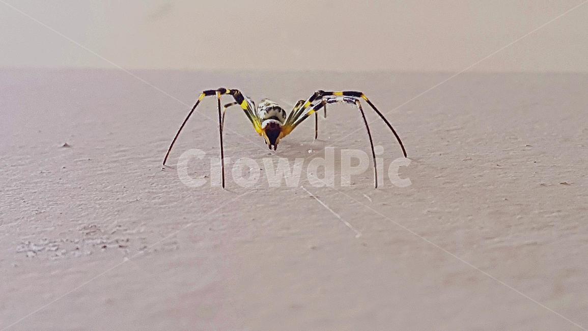 거미,무척추동물,곤충,insect,동물,animal,invertebrate,곤충,벌레,insect,bug