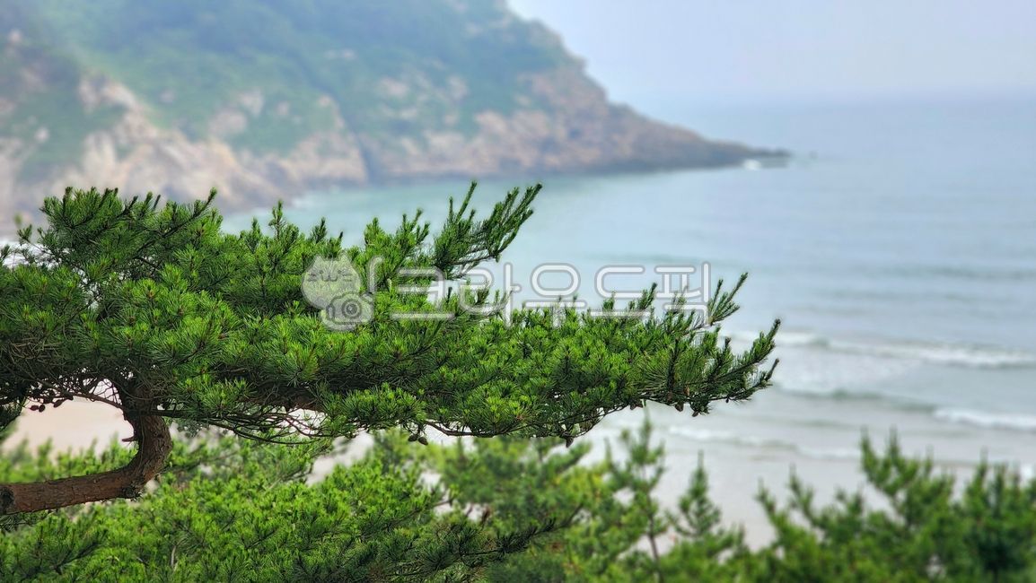 tree, 나무, plant, 식품, 소나무, 사진,이미지,일러스트,캘리그라피 - 지니날다작가
