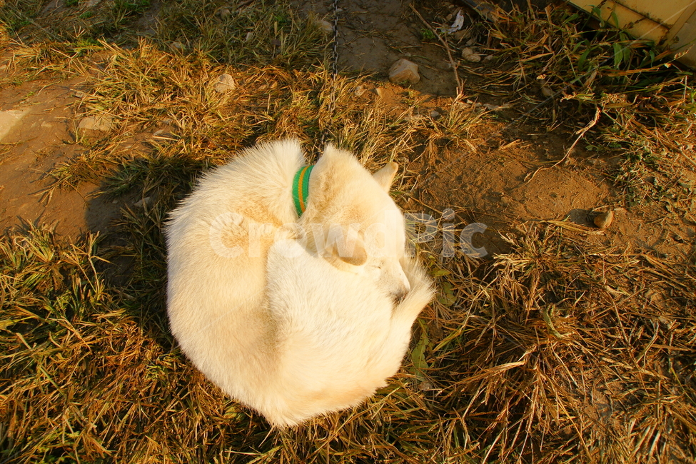 동물,반려견,개,단잠,꿀잠,동물,animal,포유류,mammal,개,강아지,dog,doggy
