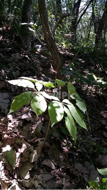 산삼,자연산산삼,약초,건강,자연,식물,자연,plants,nature