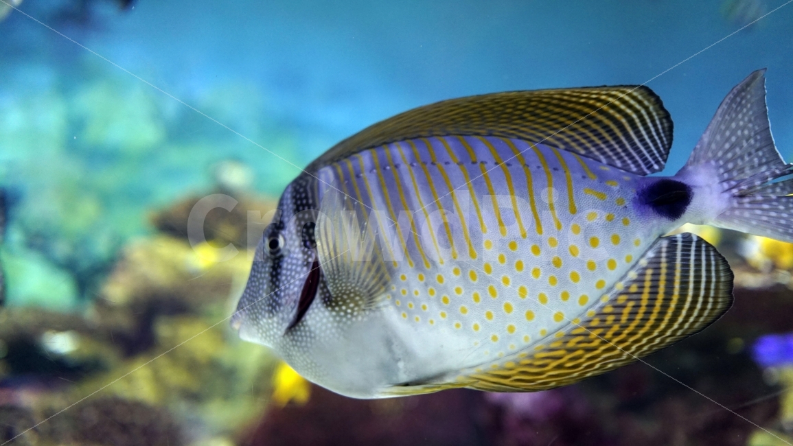 수족관,아쿠아리움,물속,바다,해양,물고기,생선,fish,어류,sea,동물,열대어,관상어,animal,수중,생명,자연,nature,물결,동물,animal,어류,물고기,fish
