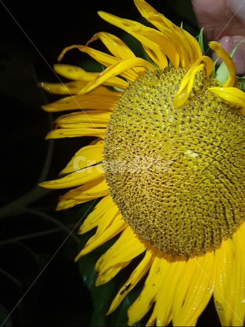 plant,식물,꽃,blossom,flower,sunflower,해바라기,해바라기꽃,꽃,flower
