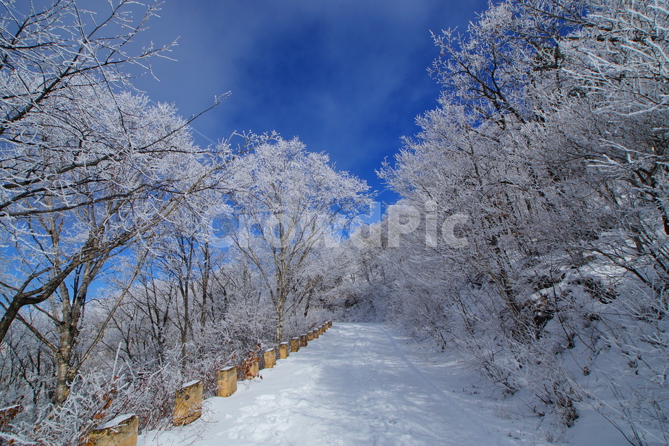함백산,설경,풍경,상고대,정선,고한,푸른하늘,겨울,계절,winter,season,자연,풍경,nature,landscape,outdoors,옥외