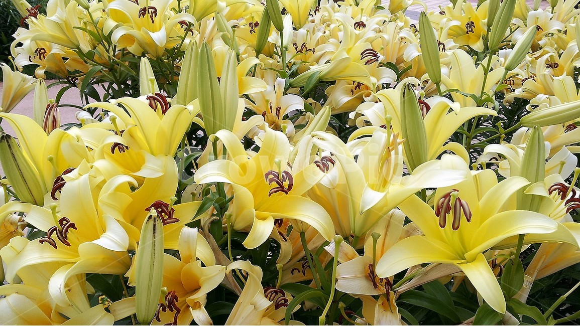 꽃,자연,봄,정원,신비,아름다움,식물,자연,plants,nature,꽃,flower