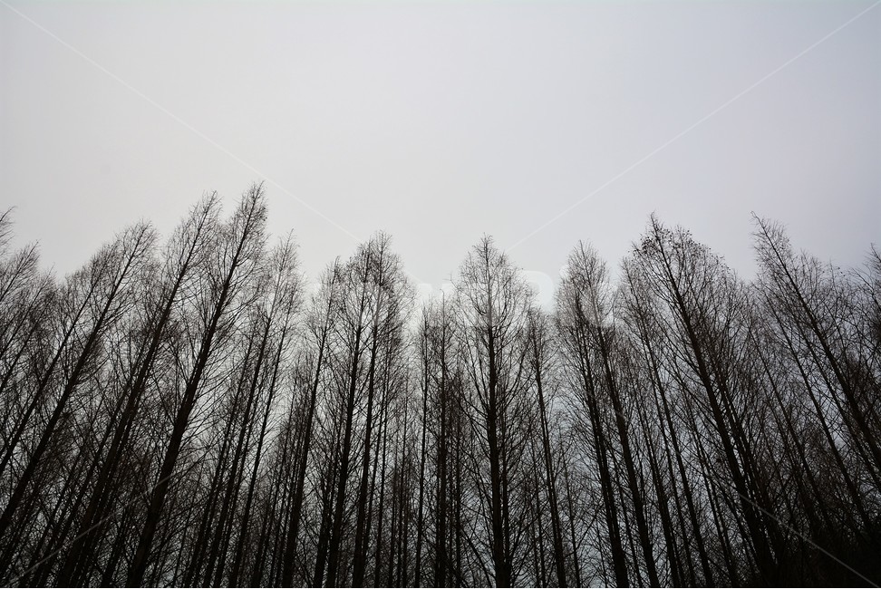 나무,숲,자연,하늘,흐린날,자연,풍경,nature,landscape,식물,plants,나무,trees,wood,tree,plant,fir,전나무