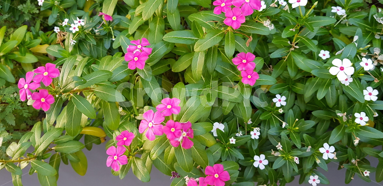 꽃,잎,꽃잎,초록,핑크,분홍,flower,geranium,plant,blossom,식물,식물,자연,plants,nature