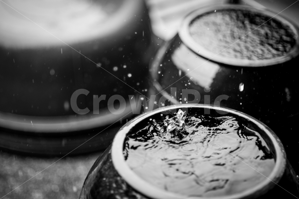 장마,비,장독대,퐁당,흑백,시선,스냅사진,비,비오는날,rain,rainy,한국전통,한국문화,korean traditional,korean culture,감성,sensible,feeling,흑백,모노톤,monochrome,black and white