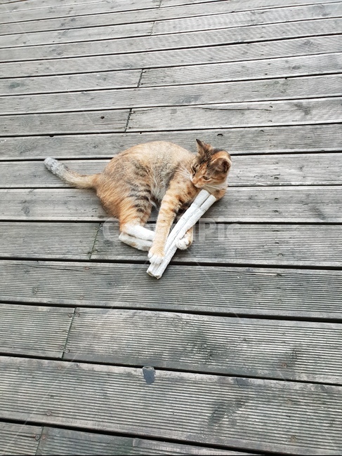 고양이,cat,원목,나무,귀여움,낮,햇빛,꼬리,털,갈색,무늬,힐링,발코니,야외,길고양이
