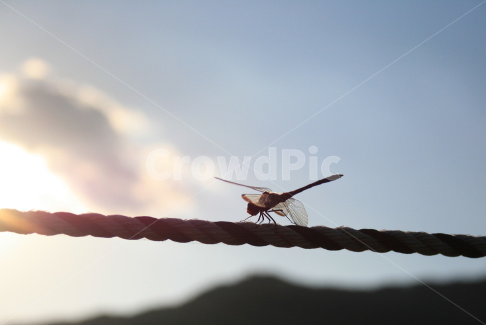 가을,가을감성,감성,잠자리,풍경,동물,animal,곤충,벌레,insect,bug,휴식,힐링,rest,relaxation,healing