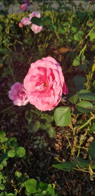 rose,장미,꽃,floral,nature,bloom,flower,garden,정원,petal,꽃잎