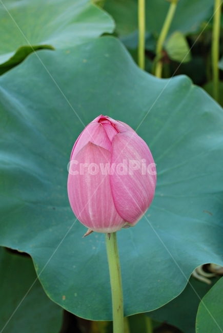 자연,식물,꽃,연,연꽃,분홍꽃,식물,자연,plants,nature,꽃,flower