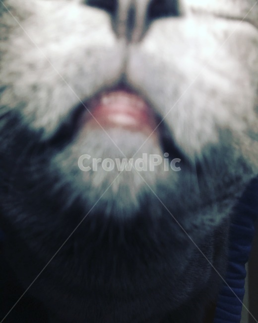 고양이,고양이입술,입술,입술확대,러블,러시안블루,cat