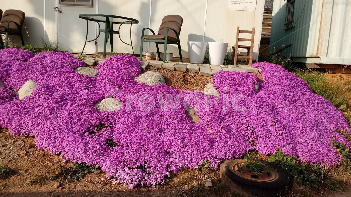 꽃,정원,잔디꽃,flower,식물