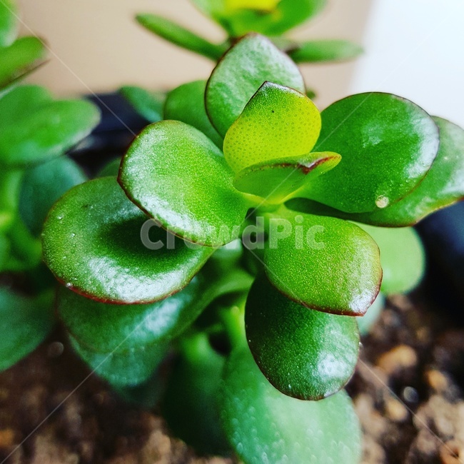 다육이,녹색잎,화분,작은화분,식물,식물,자연,plants,nature