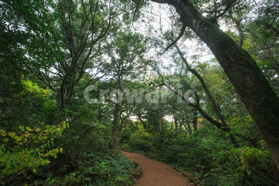 제주도,비자림,비자,비자나무,숲,산,산속,숲속,곶자왈,풀,고사리,황토,치톤피드,나무,제주,허파,자연,풍경,nature,landscape,식물,plants,나무,trees,wood,tree,plant,gravel,자갈,dirt road,흙길,road,도로,tree trunk,나무 줄기,ground,바닥
