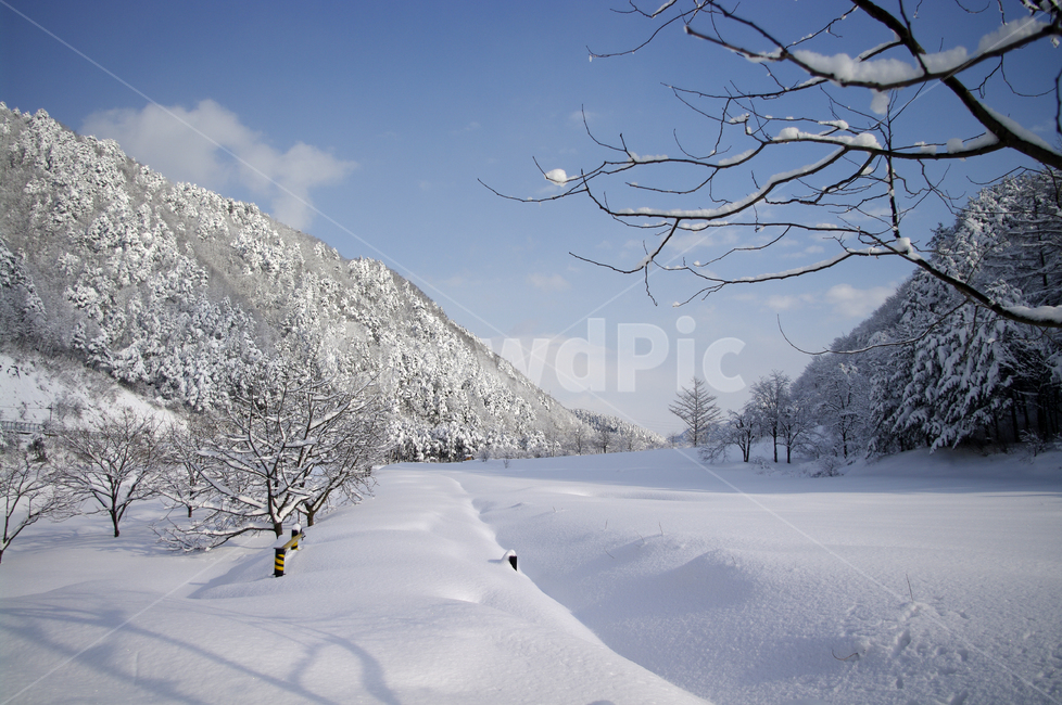 겨울,눈,설경,풍경,나무,겨울산,겨울,계절,winter,season