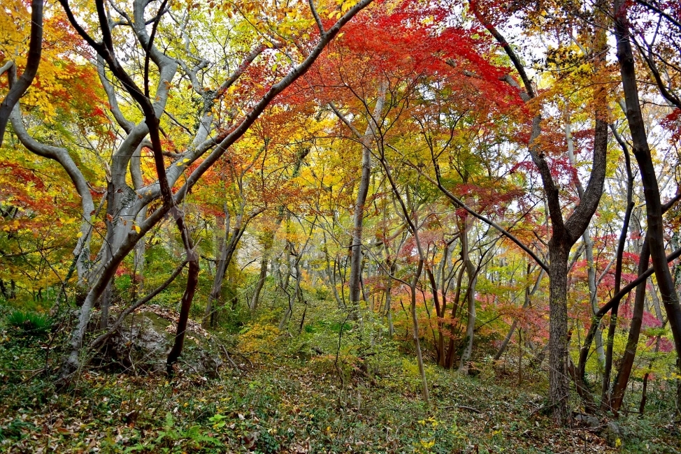 선운산,선운사,도솔천,가을,풍경,단풍,자연,탐방,파란하늘,가을색,오색,울긋불긋,알록달록,그림같은,칼라풀,뷰티플,아름다운,힐링,감성,정취,산세,명산,100대명산,nature,산,등산,트레킹,풍경사진,비경,경치,가을사진,가을색채,가을의정취,맑음,청명,사진,가을,계절,fall,autumn,season,자연,풍경,nature,landscape,plant,식물,tree,나무,leaf,잎,tree trunk,나무 줄기,ground,바닥