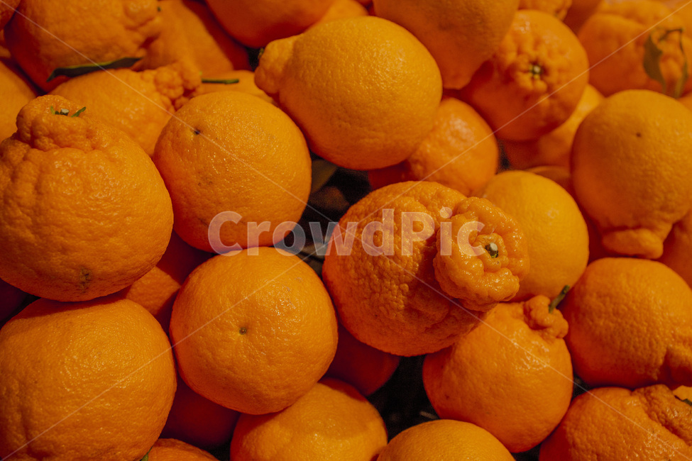 agriculture,background,color,farm,food,fresh,fruit,harvest,healthy,market,natural,nature,orange,organic,pile,ripe,season,seasonal,sweet,vegetable,yellow,오렌지,과일,디저트,달콤,과즙,귤