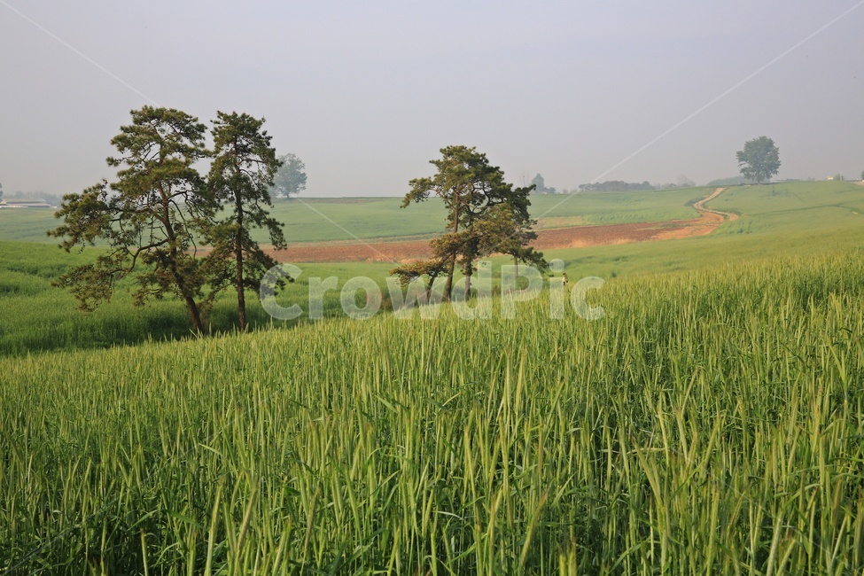 경기,안성,팜랜드,안성팜랜드,농사,농업,경작,rural,농촌,farm,농장,meadow,field,들,outdoors,옥외,grassland,목초지,nature,자연,plant,식물