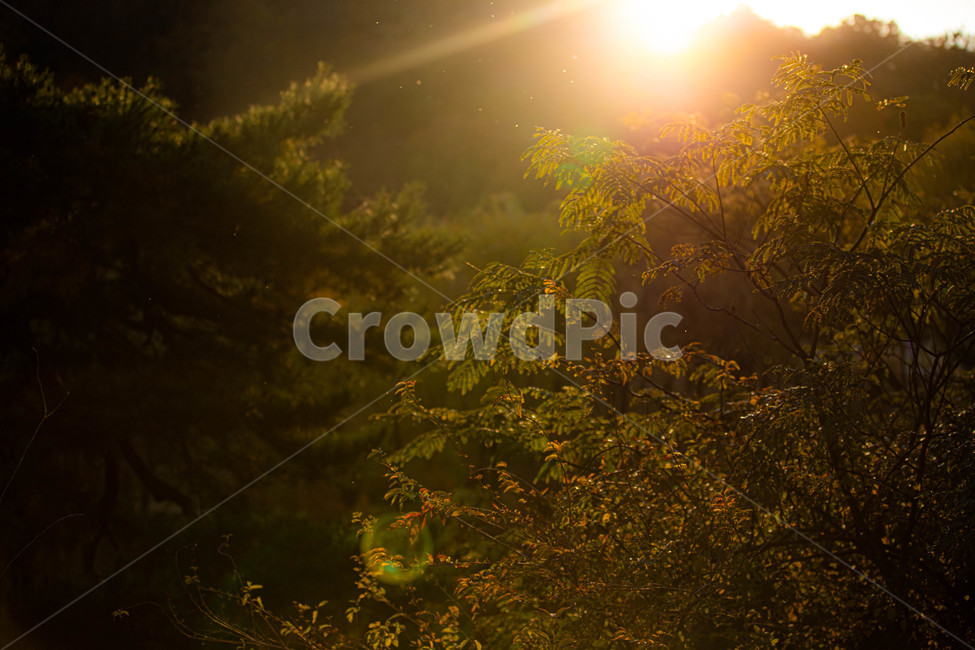 빛,플레어,햇빛,light,flare,자연,풍경,nature,landscape